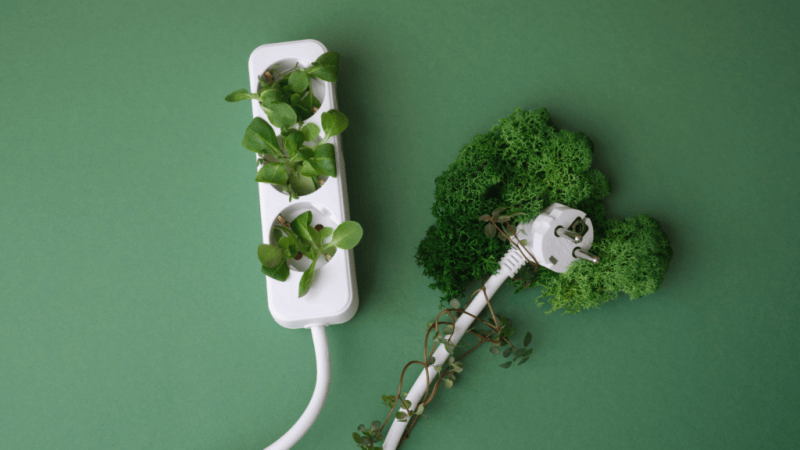 plants growing out of a cord